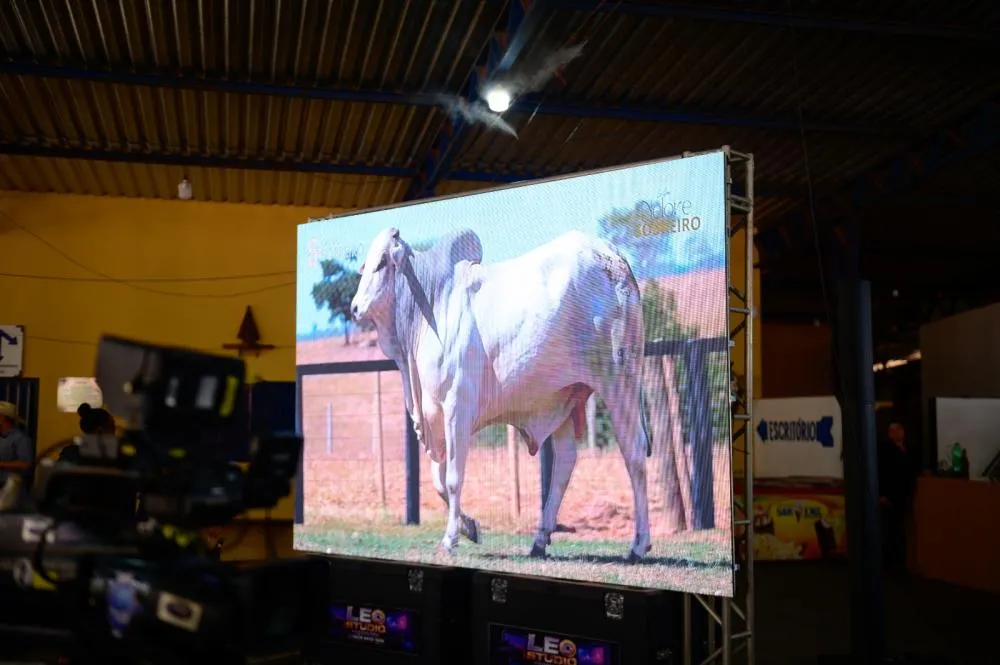 Leilão do Grupo Sobreiro movimenta genética Nelore e gado de corte em Goiás